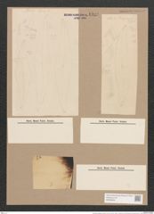 Pleurosigma angulatum (Queck.) W.Sm. (de-Toni-Nr.: Genus 13, Species 1001) Zeichnungen Sammlung Grunow Nr. 1989 (NHMW-BOT-W0368834)